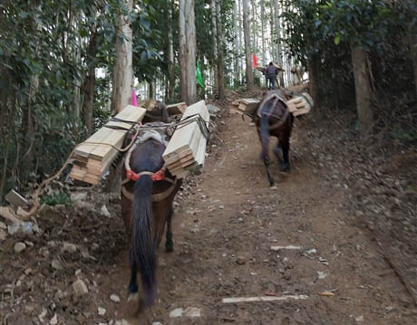 平顶山马帮工程运输